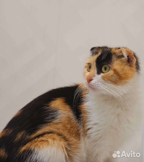 Выброшенной вислоушке (10 месяцев) нужен дом