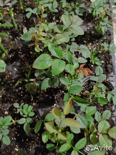 Роза комнатная