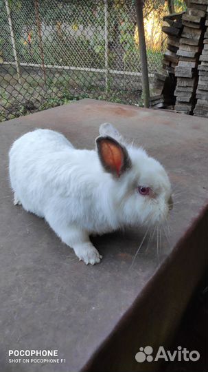 Декоративные кролики