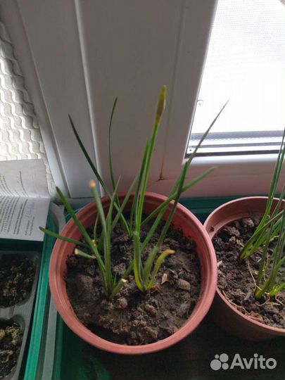 Зефирантес