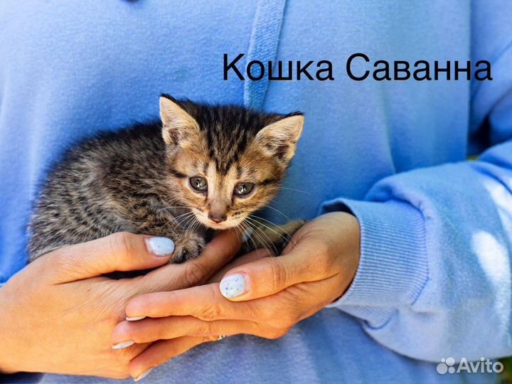 Кошка, котёнок