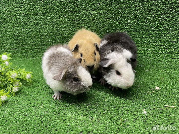 Морские свинки гладкие розетки тедди