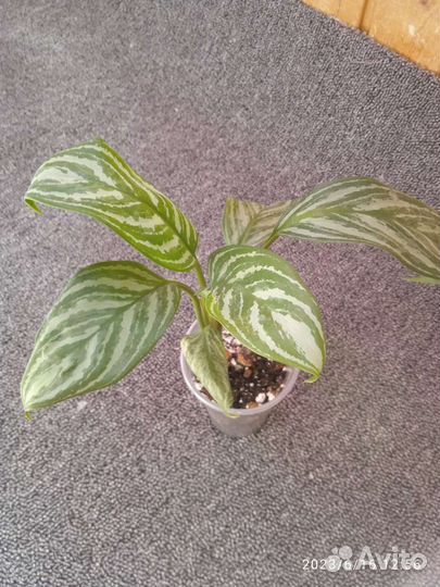 Аглаонема страйпс