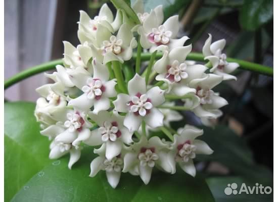 Хойя южная (Аустралис)