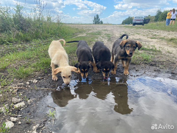 Щенки бесплатно