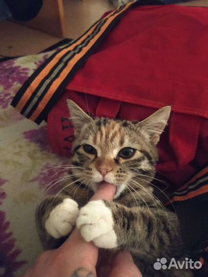 Кошка бесплатно