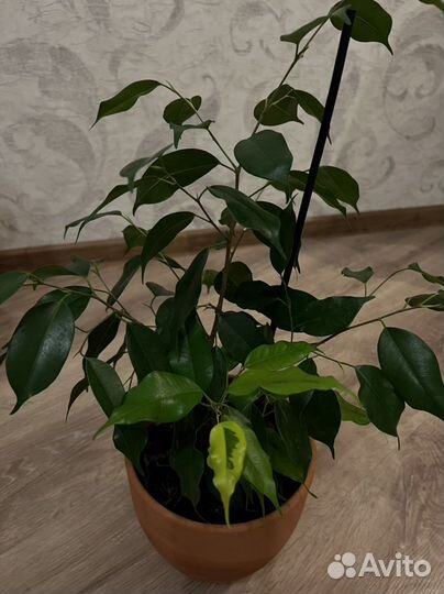 Бенджамина, Дипсис