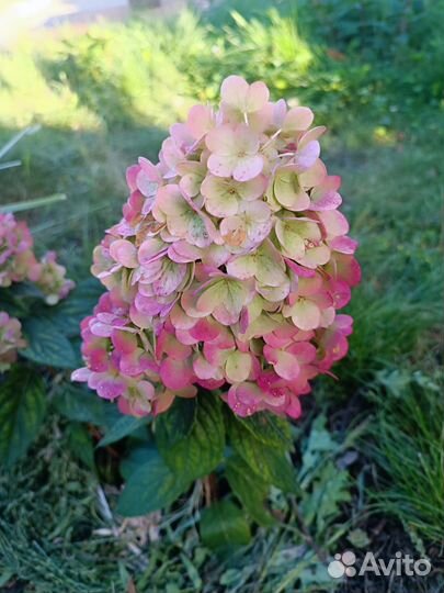 Продаются гортензии (древовидные и метельчатые)