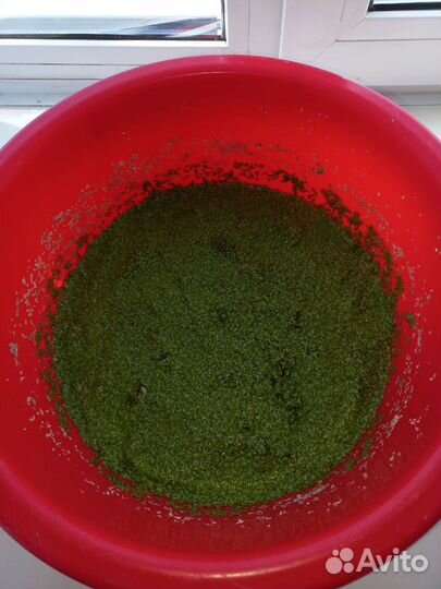 Растение для аквариума