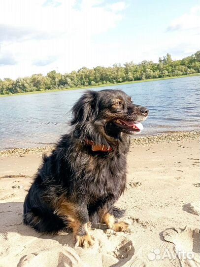 Выгул собак