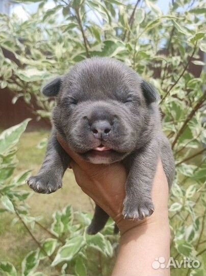 Голубая девочка Американского булли