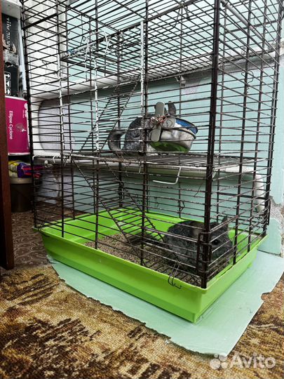 Шиншиллы с клеткой