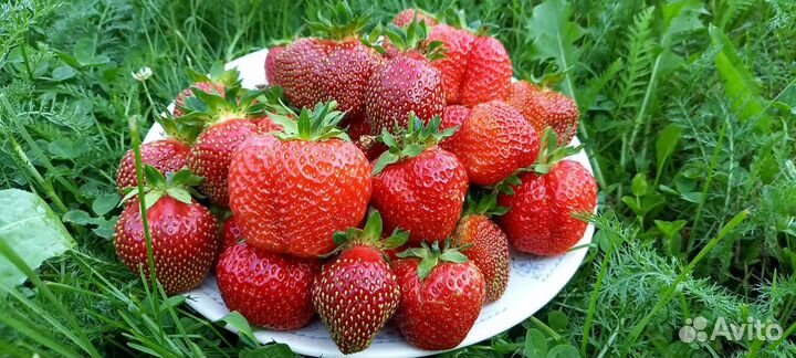 Рассада клубники