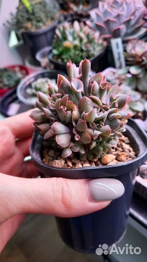 Эхеверия Трампет Пинки