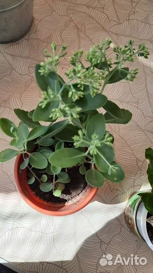 Ростки очитка седум,многолетник