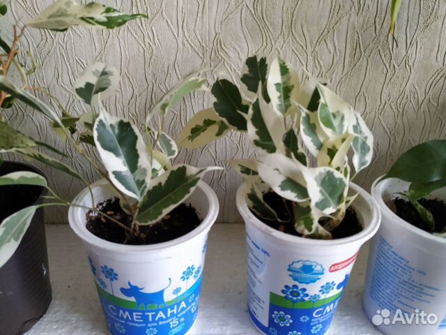 Фикусы сортовые