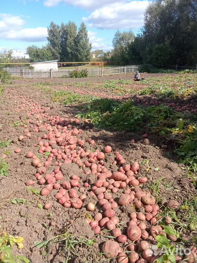 Картофель со своего участка