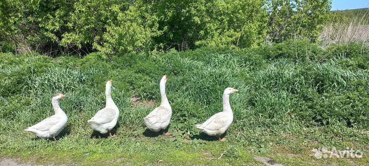 Гуси