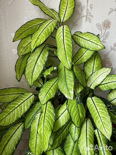 Диффенбахия