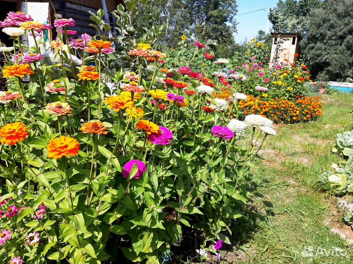 Семена циннии и гвоздики турецкой