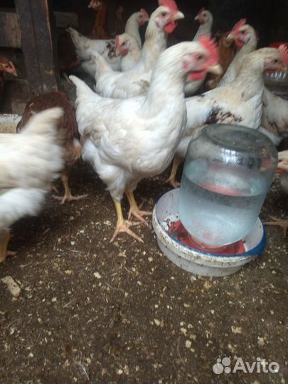 Цыпленок петухи ломан браун 2,5 месяцев