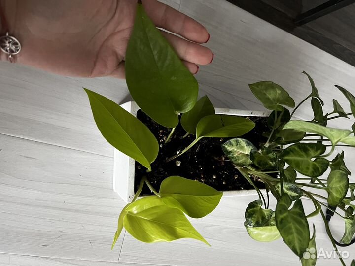 Сциндапсус неон