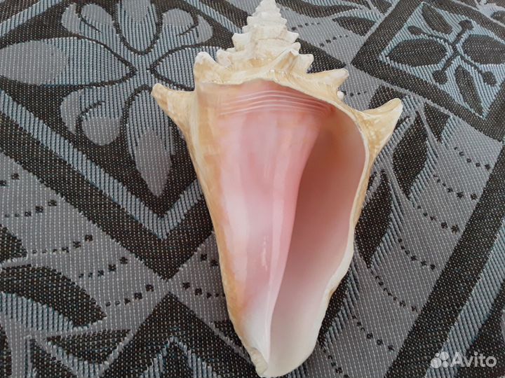 Ракушка морская большая 17 см натуральная