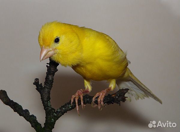 Канарейки продажа