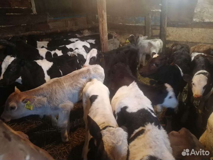 Бычки мясной породы на откорм