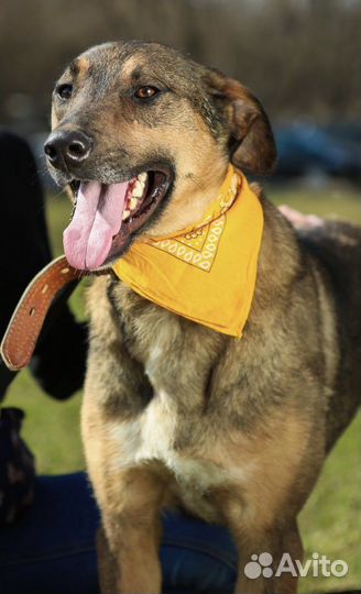 Собака в добрые руки