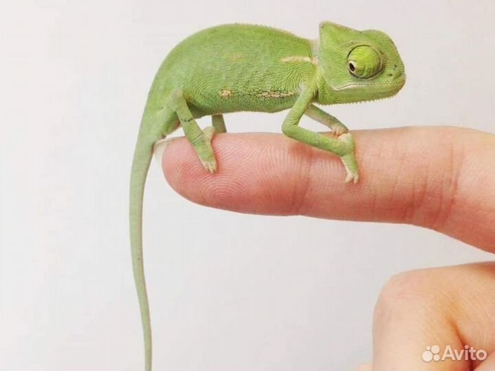 Передержка экзотических животных