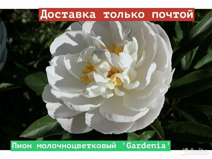 Пион молочноцветковый Gardenia
