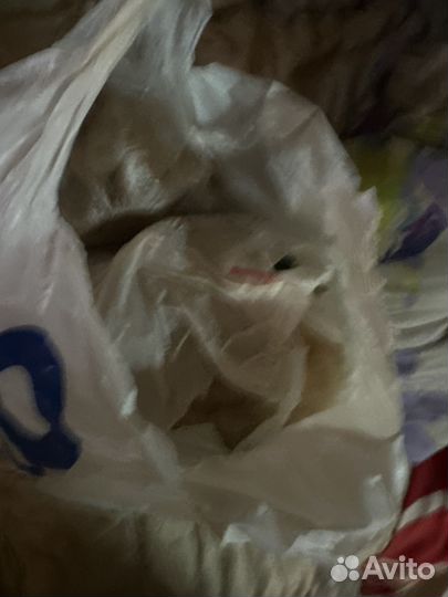 Собачья шерсть (сенбернар )