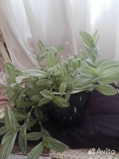 Традесканция в кашпо