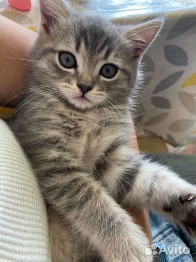 Котенок шотландский