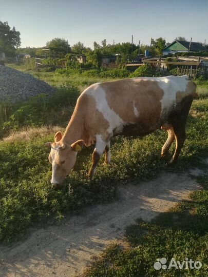 Корова дойная