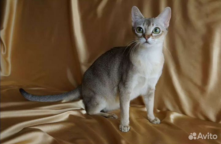 Сингапурские котята