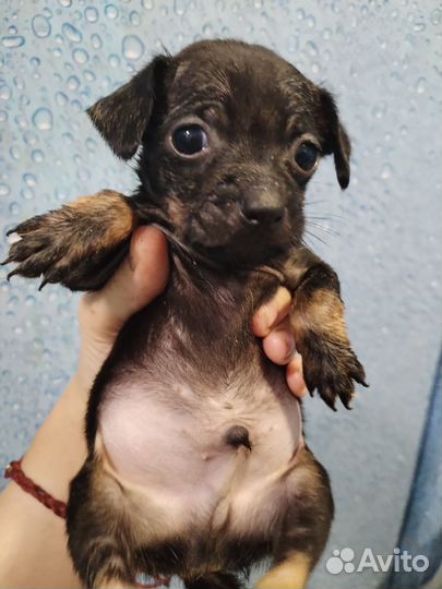 Щенки той-терьера