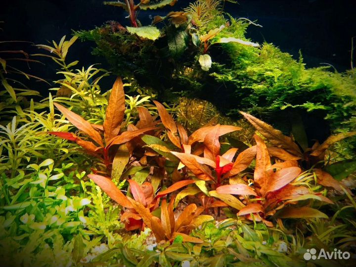 Аквариумные растения