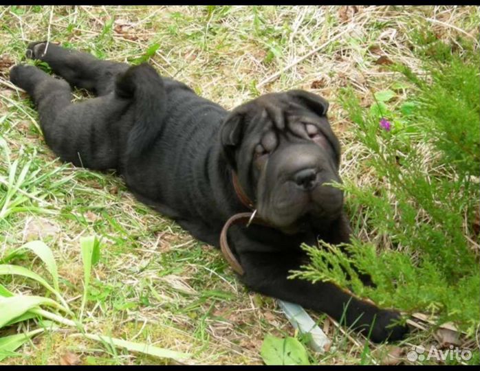 Шарпей вязка