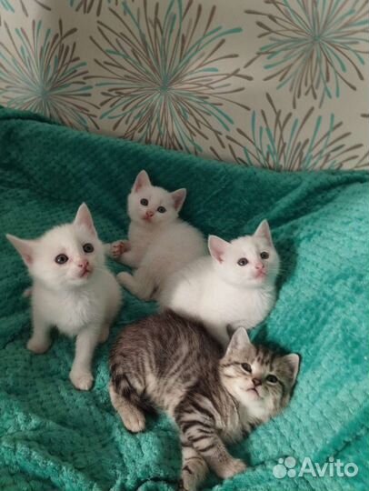 Котята в добрые руки бесплатно 2котика 2 кошечки