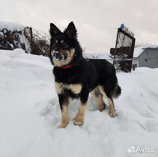 Собака в добрые руки