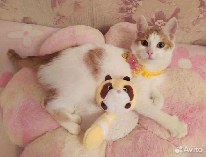 Котенок)