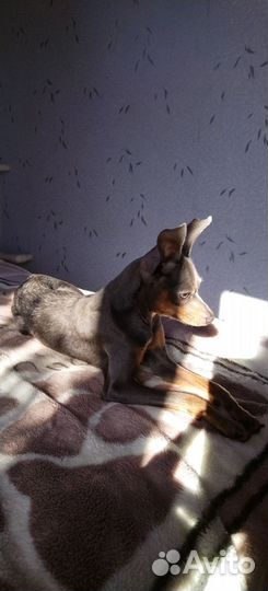 Той-терьер вязка