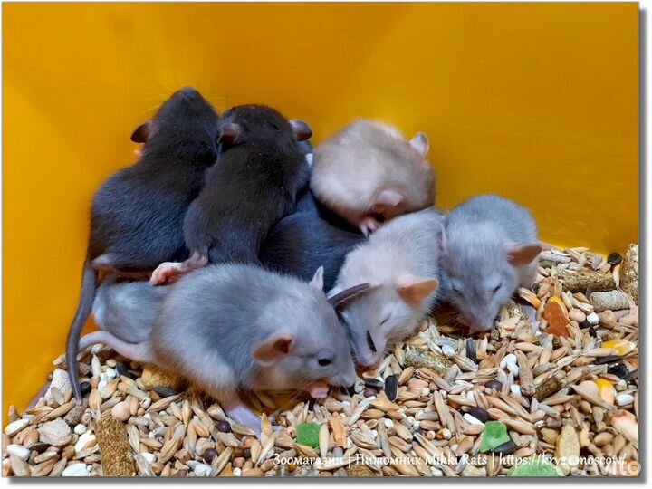 Крысы и крысята. Клетка в подарок