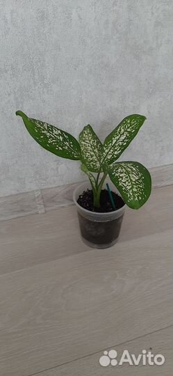 Диффенбахия