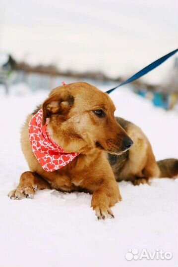 Отдам в хорошие руки собаку Баффи