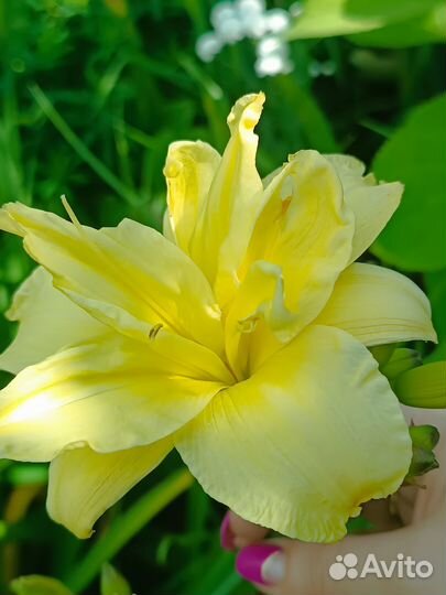 Лилейники, роза Альберих