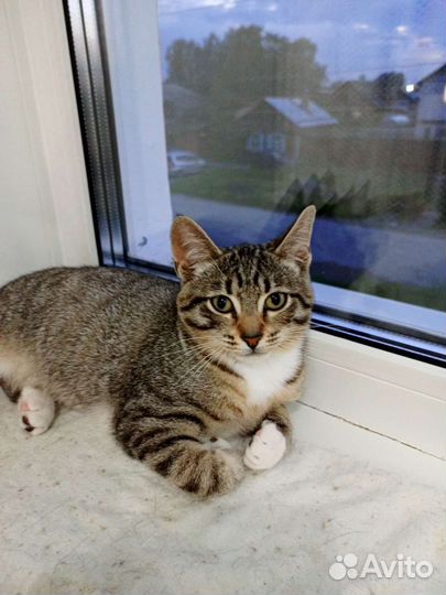 Котята короткошерстные