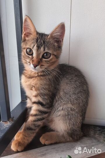 Спасите Кляксу